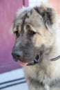 Caucasian Shepherd Dog Royalty Free Stock Photo