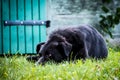 A very sad dog lying on grass, selective focus Royalty Free Stock Photo