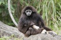A very sad looking Gibbon Royalty Free Stock Photo