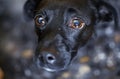 Very sad small dog breed scared of camera staring at his owner with fear, hiding under table Royalty Free Stock Photo