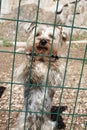 Very sad small dog in kennel