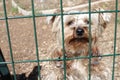 Very sad small dog in kennel