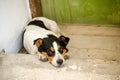 Very sad white spotted stray dog lies on the stairs near the door to house, concept of abandoned animals Royalty Free Stock Photo