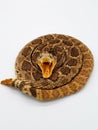 Very Scary Coiled Up Rattlesnake