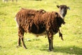 Very scruffy brown sheep looking at the camera Royalty Free Stock Photo
