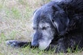 A very senior dog sleeps in the grass