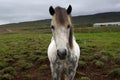 Very serious icelandic horse looking into the camera