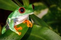 Very serious nice red eyed tree frog and pitcher plant Royalty Free Stock Photo