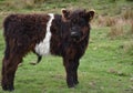 Very Shaggy Belted Galloway Calf in a Pasture