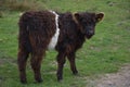 Very Shaggy Brown and White Belted Galloway Calf