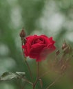 A very shallow depth of field image focusing on a blooming red rose flower
