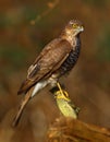 Very sharp and detailed sparrowhawk