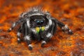 Very sharp photo of US jumping spider Phiddipus Royalty Free Stock Photo