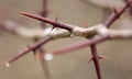 Very sharp spines on a bush branch in early spring