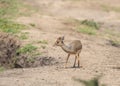 Very shy and alert dik dik is seen at Masai Mara, Kenya Royalty Free Stock Photo