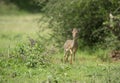 Very shy and alert dik dik standing in a green grass is seen at Masai Mara, Kenya Royalty Free Stock Photo