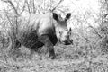 Very shy rhino africa Royalty Free Stock Photo