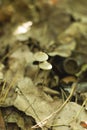 Very similar mushrooms are twins magical psychoactive mushrooms psilocybe cubensis semilanceata