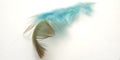 Very Simple Conceptual Macro, Black Blue Feather at white, Representating of Softness, Gentle and Light Royalty Free Stock Photo