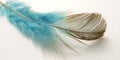 Very Simple Conceptual Macro, Black Blue Feather at white, Representating of Softness, Gentle and Light Royalty Free Stock Photo