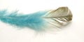 Very Simple Conceptual Macro, Black Blue Feather at white, Representating of Softness, Gentle and Light Royalty Free Stock Photo