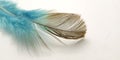 Very Simple Conceptual Macro, Black Blue Feather at white, Representating of Softness, Gentle and Light Royalty Free Stock Photo