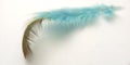 Very Simple Conceptual Macro, Black Blue Feather at white, Representating of Softness, Gentle and Light Royalty Free Stock Photo