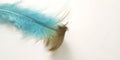 Very Simple Conceptual Macro, Black Blue Feather at white, Representating of Softness, Gentle and Light Royalty Free Stock Photo