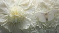 a very simple a fully-bloomed \'Gardenia Peony\'And a butterfly, Butterfly close-up realistic, artistic