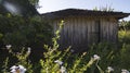 Very simple wooden house, unkempt, a poor farm in Brazil