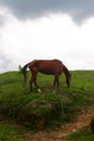 Starving Horse Royalty Free Stock Photo