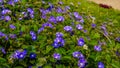 Dwarf Morning Glory