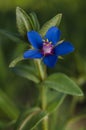 Very smal blue flower of mediterraneo, Andalusia, Spain