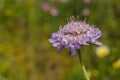 Very smal flower of mediterraneo, Andalusia, Spain