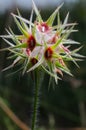 Very smal flower of mediterraneo, Andalusia, Spain