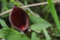 Very smal flower of mediterraneo, Andalusia, Spain