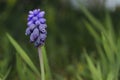 Very smal purple flower of mediterraneo, Andalusia, Spain