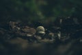 a very small amanita mushroom grows in the autumn forest