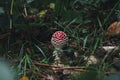 a very small amanita mushroom grows in the autumn forest