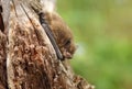 Very small bat common pipistrelle Pipistrellus pipistrellus Royalty Free Stock Photo