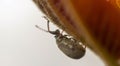 very small beetle among the plants in search of food, an insect that has multiple species spread throughout the world.Ã¯Â¿Â¼