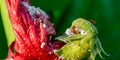 A very small black ant eats nectar on a red petal. A sick Hibiscus flower with some ants eating on it Royalty Free Stock Photo