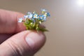 A very small bouquet of forget-me-nots in the hands of a young woman. Tiny forget-me-nots, close-up