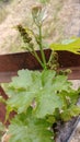 Very Small Cabernet Grapes In Napa Valley On 4/24/18