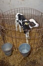 A very small calf in a stall is waiting to be fed