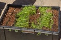 very small coniferous seedlings lie in a box before mass planting Royalty Free Stock Photo