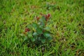 Very Small Crepe Myrtle Tree Royalty Free Stock Photo