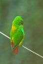 A very small and cute bright green blue-crowned parrot or serendak.