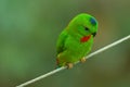 A very small and cute bright green blue-crowned parrot or serendak.