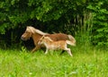 A very small and cute foal of a chestnut shetland pony, near to it`s mother, galoping in  the meadow Royalty Free Stock Photo